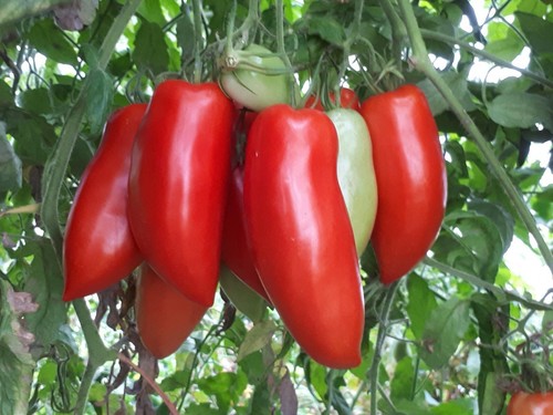 Graines tomate andine - -,