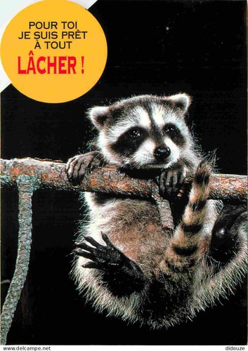 Postcard animals raccoon - animals,