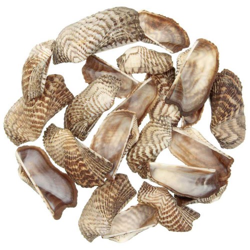 Coquillages arca noae - ,