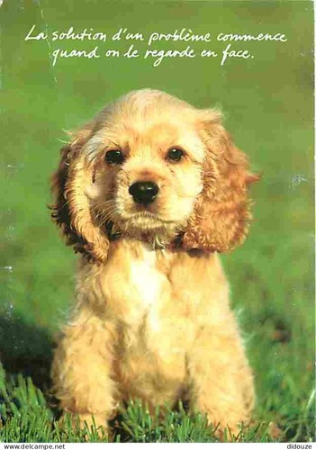 Carte postale animaux - -,