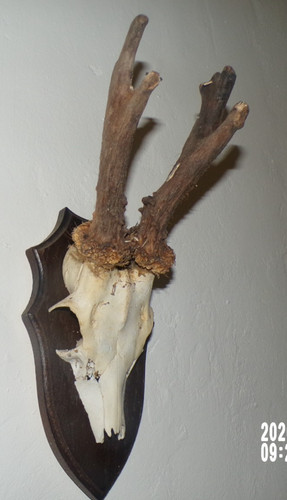 Trophee chasse massacre - chasse,