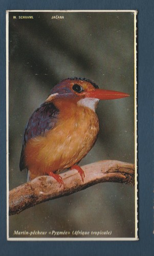Photo sur carton jacana - sur,