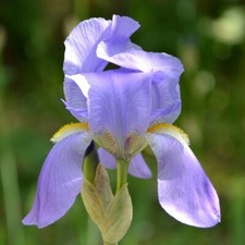 Iris Bleu Provence - 1 Lot De