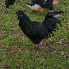 6 Ayan Cemani Fertilized Eggs