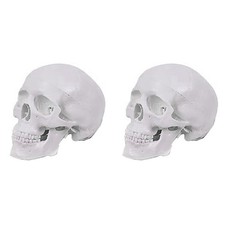 2X  ModèLe de Crâne Humain