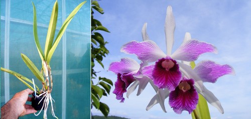 Laelia purpurata var - ., striata