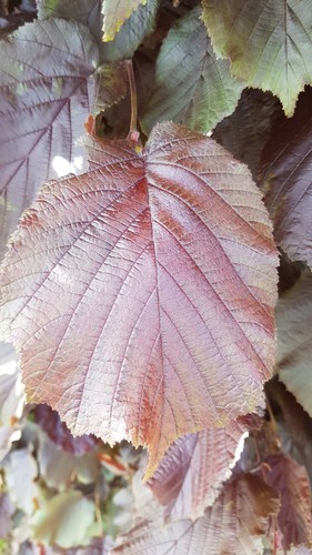 Corylus maxima purpurea - corylus, /