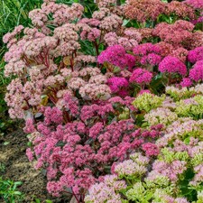 Collection de plantes Sedum -