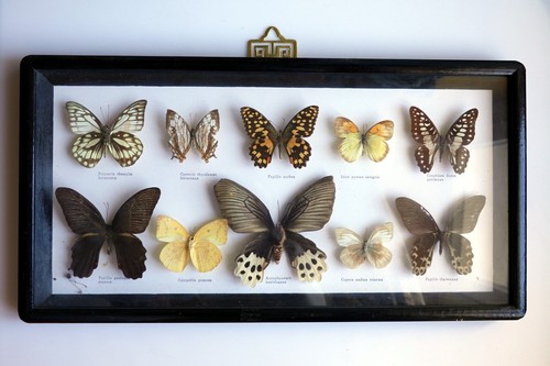 Cadre entomologique design - cadre,