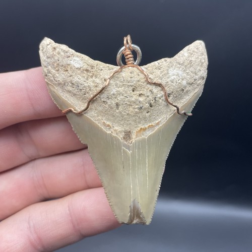 Megalodon shark tooth - tooth, florida