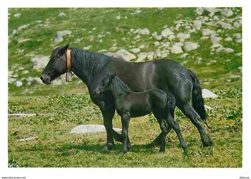 Carte postale animaux - postale,