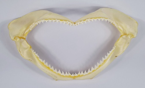 Natural bull shark jaw - bull,
