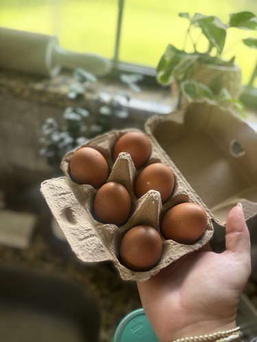 French blue maran hatching - blue,
