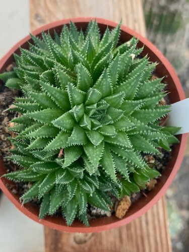 Haworthia vlokii rib0627 - haworthia,