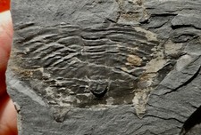 TRILOBITE ORDOVICIEN DE LA