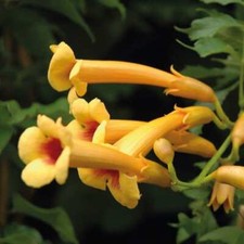 Trompette de Virginie Judy 1L