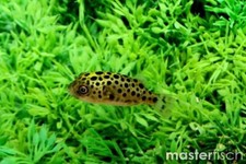 3-Pack Leopard Puffer 1” – Live Brackish Aquarium Fish (Tetraodon nigroviridis)