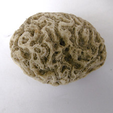 fossil madrepore coral