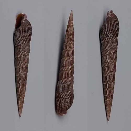 Coquillage collection - coquillage, de