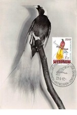 1962 .carte maximum .belgique .102681 .grand paradisier .zoo .cachet antwerpen