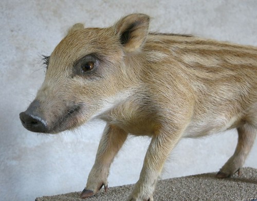 Marcassin taxidermie cabinet - marcassin,,