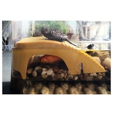 2pcs -formes de Reptile