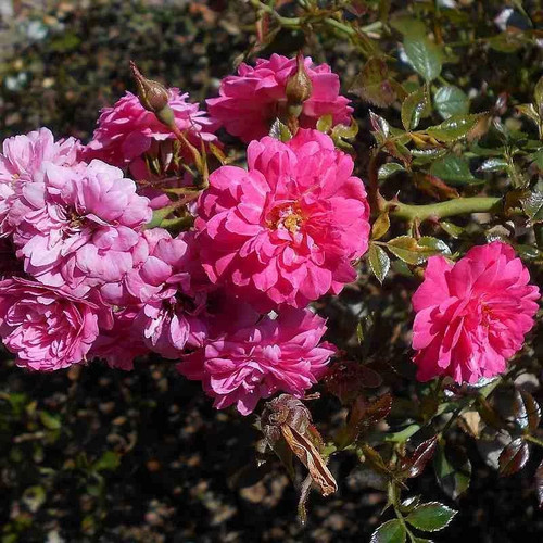 Rosa sans contraintes - rosa,