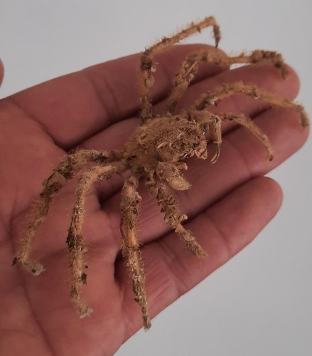 Curiosité taxidermie - taxidermie,