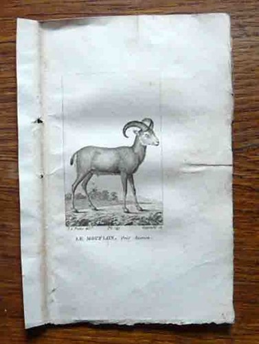 Gravure animalière - , le