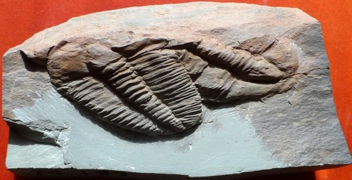 Trilobite cambrien france - cambrien, de