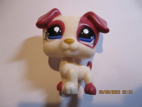 Petshop chien jack - , russel