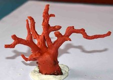  MEDITERRANEAN RED CORAL - 1 BRANCH - 94/70mm - 22gr - 22gr BASEgr