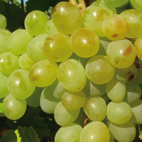 Plant raisin 1704 - plant,