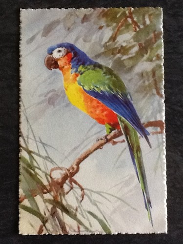 Illustree signee klein beau - cp,