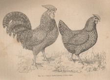 Louis BRÉCHEMIN 1894 Poules et poulaillers - Élevage aviculture races équipement