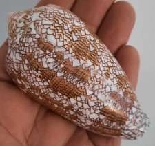 curiosité , taxidermie ,Coquillage : Conus Textile 