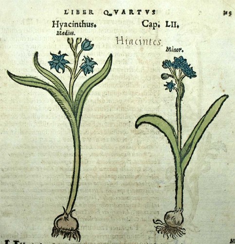 Gravure estampe illustration