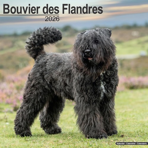 Bouvier des flandres - bouvier,