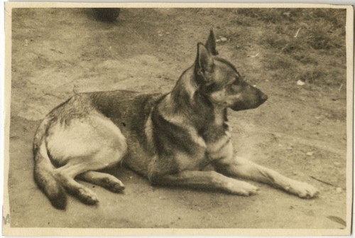 Antique photo vintage - antique,