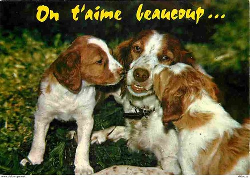 Carte postale animaux - -,