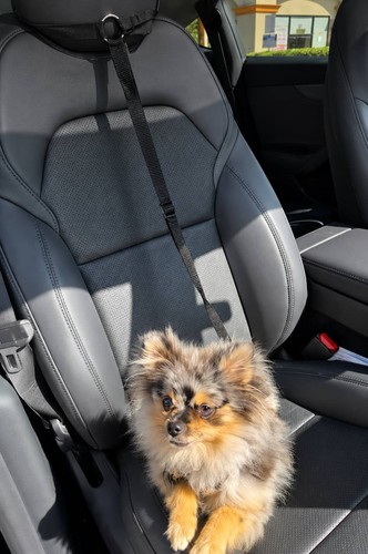 Ceinture sécurité chien - ceinture,