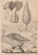Taxus baccata (English Yew). Igname (Yam). Iguane (Iguana) 1834 old print
