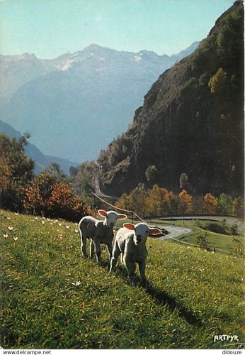 Carte postale animaux - -,
