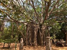Ficus Benghalensis Tree Seeds, Banyan Fig Seeds, Bengal Fig, Bonsai, Indian