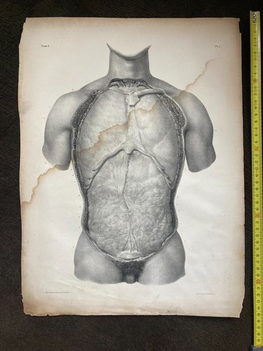 Grande planche anatomie