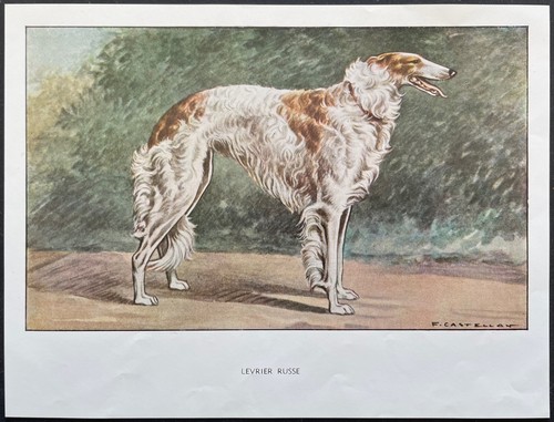 Lévrier russe reproduction - russe,