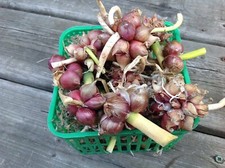 Egyptian Bulbs - Tiered Bulb Egyptian Walking Onion 3+ Breeding Bulbs T 006