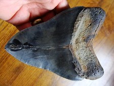 5.45 inch STING RAY PATHO