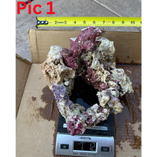 Rare Live rocks Live Rocks