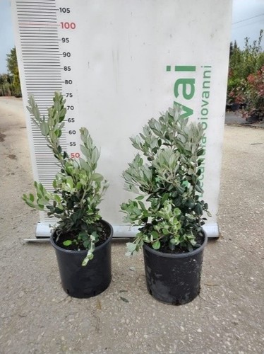 Plante metrosideros excelsa - de,